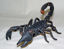 Picture of Scorpion