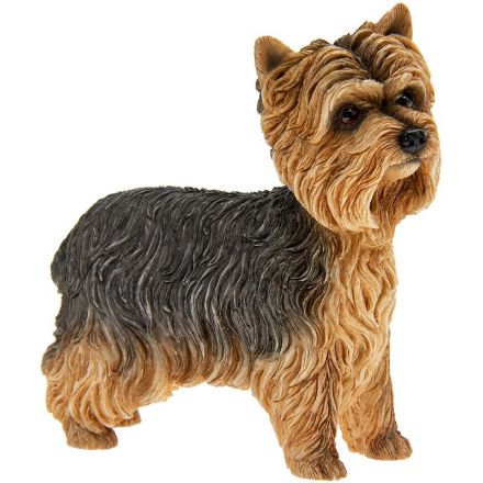 Picture of YORKSHIRE TERRIER