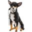 Picture of WALKIES CHIHUAHUA SITTING