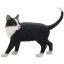 Picture of CAT STANDING BLACK & WHITE