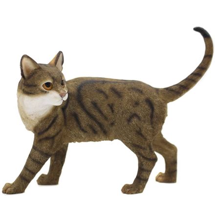 Picture of CAT SITTING TABBY