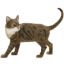 Picture of CAT SITTING TABBY