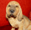 Picture of Bloodhound sitting