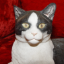 Picture of Cat lying Black & White