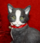 Picture of Cat - Kitten Sitting - Black & White