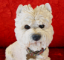 Picture of Westie