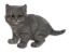 Picture of FIGURE RESIN CAT 